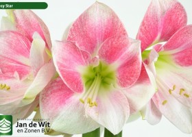 hippeastrum Rosy Star (2)